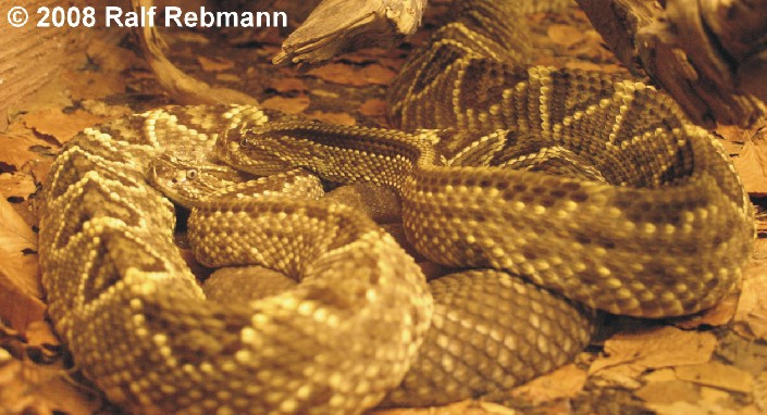 Crotalus durissus cumanensis Bild03